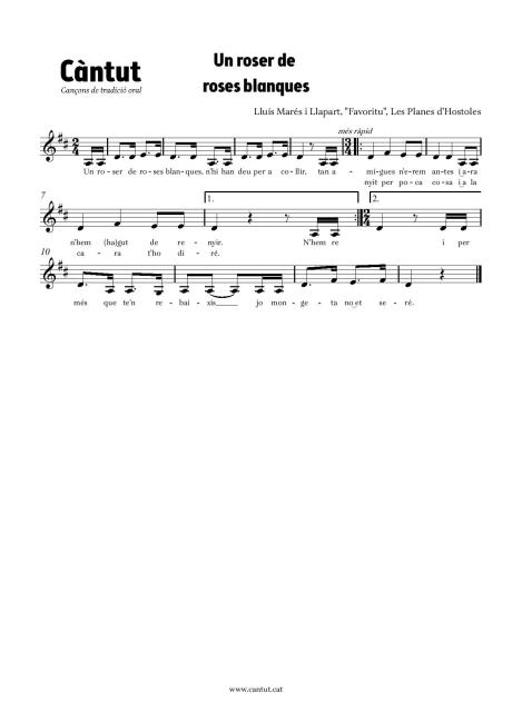 Un roser de roses blanques