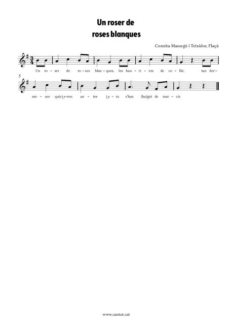 Un roser de roses blanques